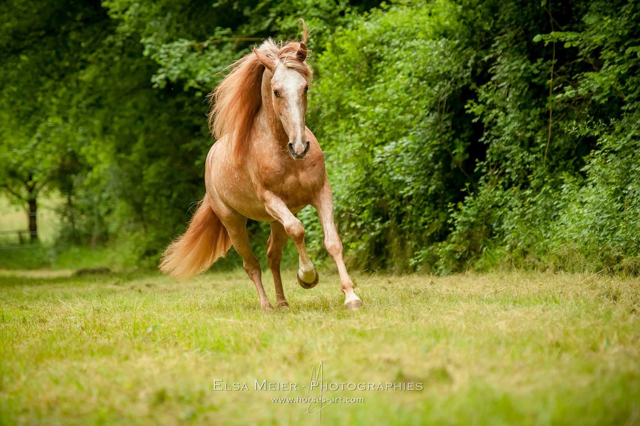 Elsa Meier - Breathtakingly Beautiful Horses